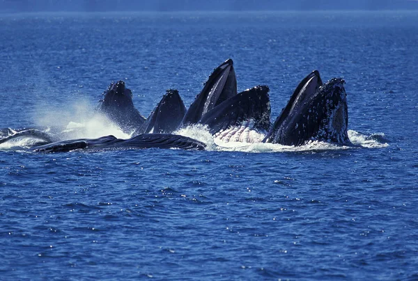 Humpack Whale Megaptera Novaeangliae Group Bubble Net Feeding Open Mouth — стоковое фото