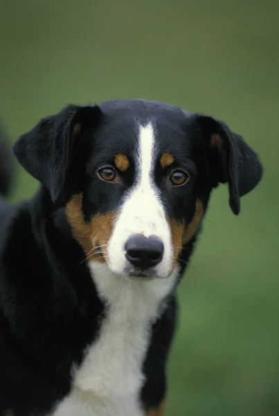 Appenzell Mountain Dog Porträtt Vuxen — Stockfoto