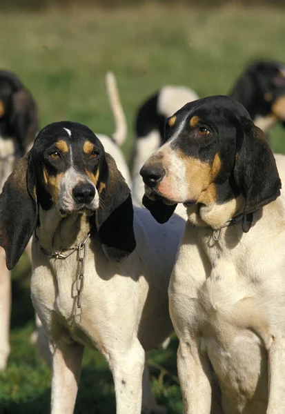 Ariegeois Hound Adults Natural Background — Stock Photo, Image