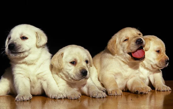 Cachorros Labrador Retriever Amarillos — Foto de Stock