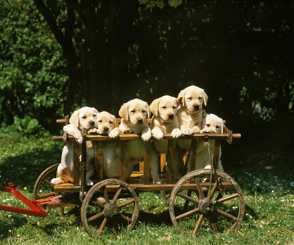 Gele Labrador Retriever Pup Winkelwagen — Stockfoto