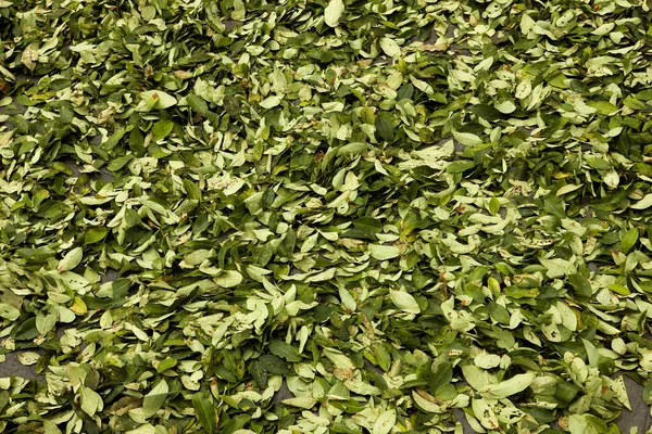 Coca Eritrossilazione Coca Produzione Cocaina Foglie Essiccazione Villaggio Pilcopata Ande — Foto Stock