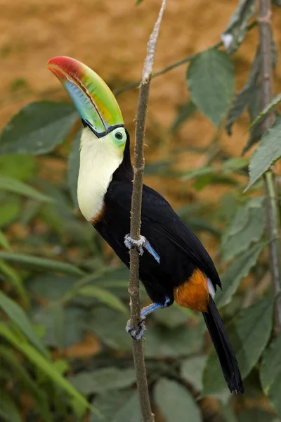 Toucan Billeado Por Keel Ramphastos Sulfuratus Costa Rica —  Fotos de Stock