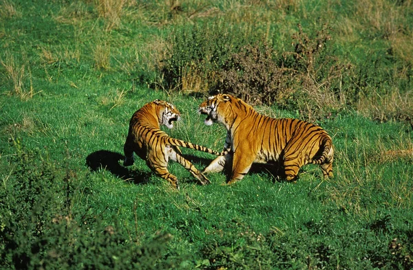 Бенгальский Тигр Panthera Tigris Tigris Бои Взрослых — стоковое фото
