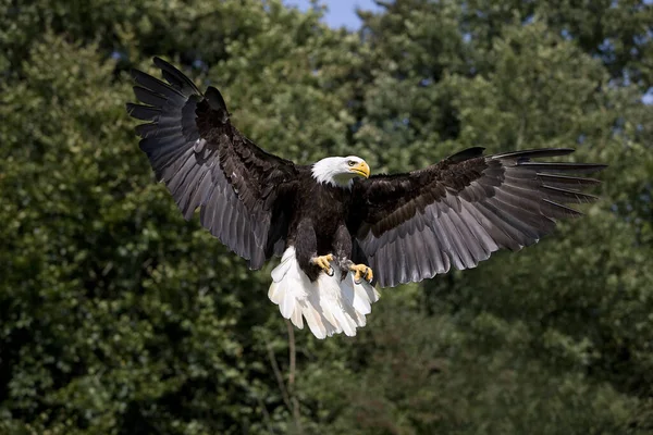 stock image Bald Eagle, haliaeetus leucocephalus, Adult in Flight 