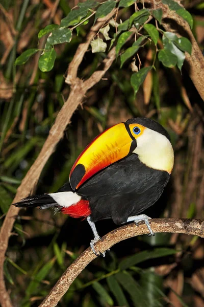 Toco Toucan Ramphastos Toco Adult Standing Branch — 图库照片