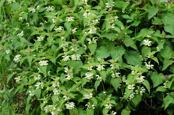 White Dead Nettle Lamiumplatta — Stockfoto