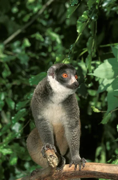 Mangusta Lemur Lemur Mongoz Adulto Piedi Branch — Foto Stock