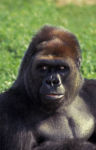 Oost Lowland Gorilla Gorilla Gorilla Graueri Mannenportret — Stockfoto