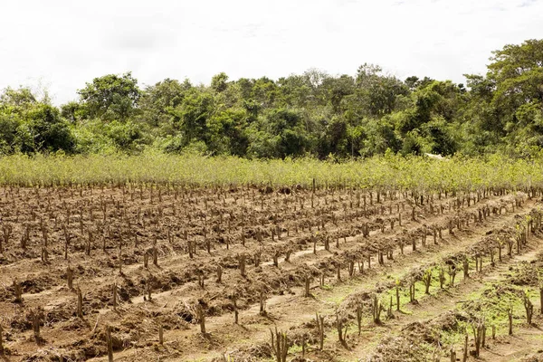 Plantación Coca Coca Eritroxilum Hojas Para Producción Cocaína Perú — Foto de Stock