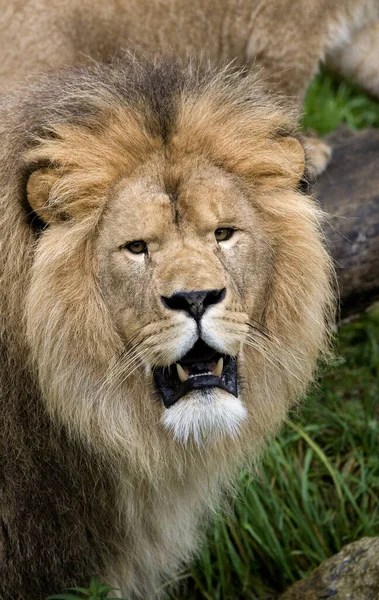 African Lion Panthera Leo — Foto Stock