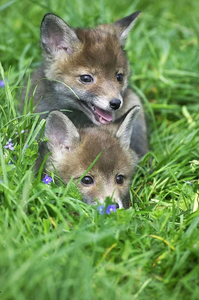 Rode Vos Vulpes Vulpes Pup Staand Lang Gras Normandië — Stockfoto