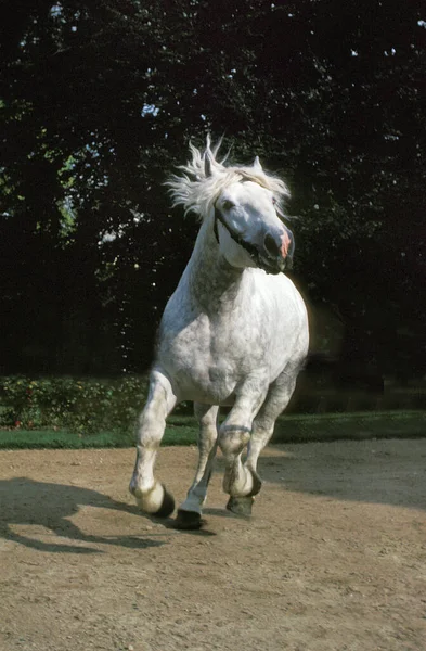 Boulonnais Horse Haras Compiegne Francji — Zdjęcie stockowe