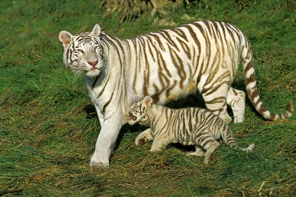 Белый Тигр Пантера Тигр Мать Детёнышем — стоковое фото