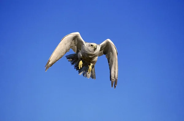 Gyrfalcon Falco Rusticolus Adult Flight Canada — стокове фото