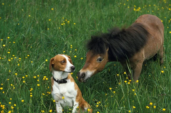 Cavalo Americano Miniatura Adulto Com Cão — Fotografia de Stock