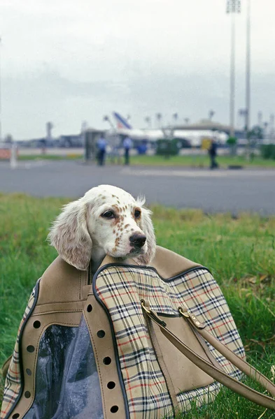 Dog in Bag, Ready to Take Plane