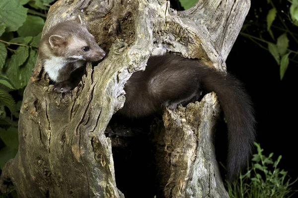 Stone Marten Beech Marten Martes Foina Young Stump Oynuyor — Stok fotoğraf