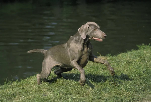 Weimar Pointer Dog Vuxen Stående Nära Vatten — Stockfoto