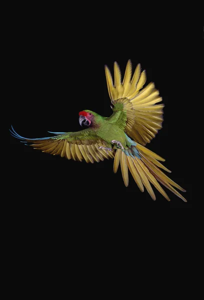 Militaire Macaw Ara Militaris Volwassene Vlucht Tegen Zwarte Achtergrond — Stockfoto