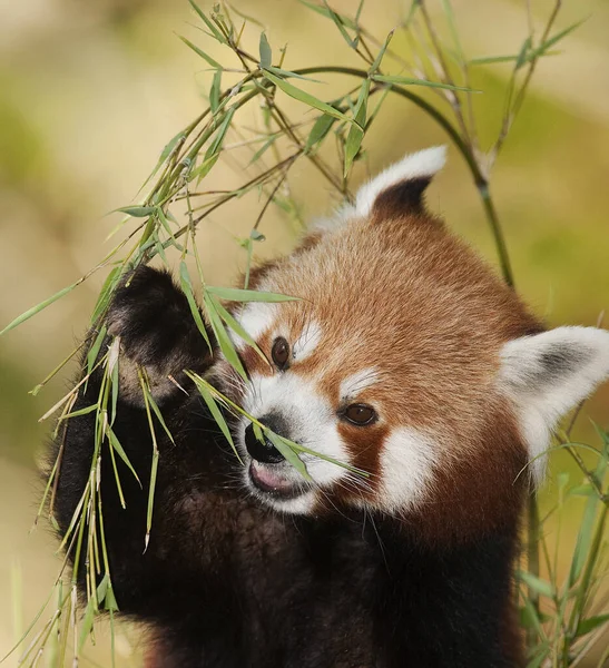 赤パンダ イリュウゼツラン 成虫竹の葉を食べる — ストック写真