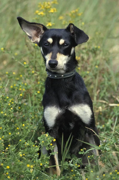 Hund Mit Lustigen Ohren — Stockfoto
