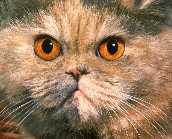 Tricolor Persisk Inhemska Katt Porträtt Vuxen — Stockfoto