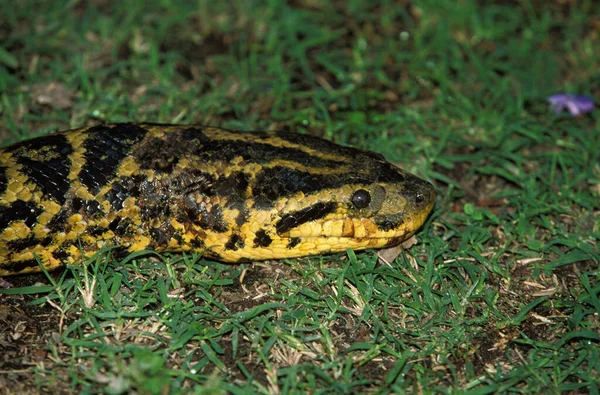 巴西Pantanal Green Anaconda Eunectes Murinus Close Head — 图库照片