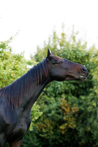 Cavallo Razza Maschio — Foto Stock