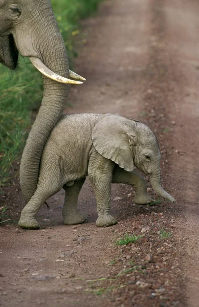 Elefante Africano Loxodonta Africana Madre Empujando Ternero Con Trump Amboseli — Foto de Stock