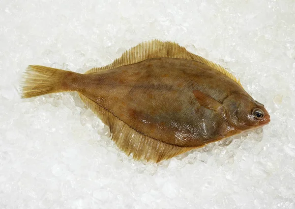 Brill Scophthalmus Rhombus Verse Vis Ijs — Stockfoto