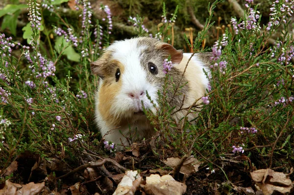 Świnka Morska Porcelana Cavia Dorosły Stojący Ogrzewaczach — Zdjęcie stockowe