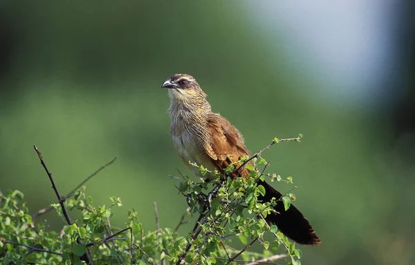 Coucal Neboli Burchell Coucal Centropus Superciliosus Jihoafrická Republika — Stock fotografie