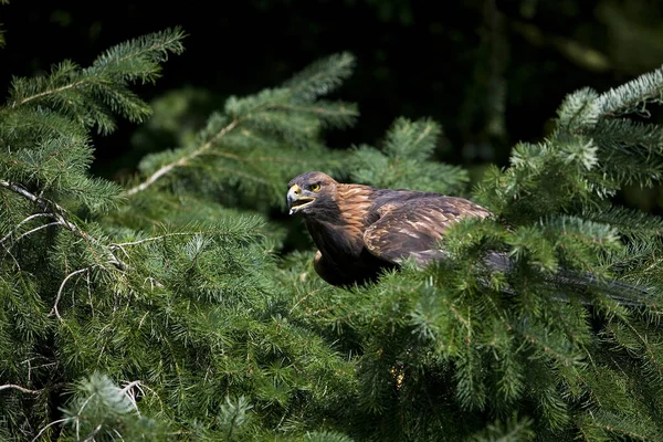 Gouden Adelaar Aquila Chrysaetos Volwassen Staande Boom — Stockfoto