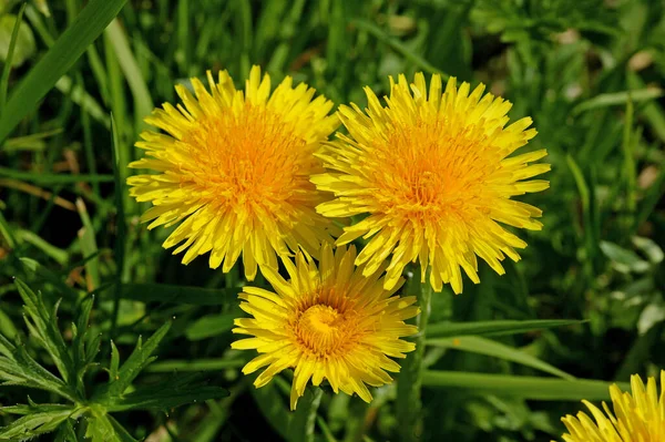 Dandelion Taraxacum Officinale Normandy — Stock Photo, Image