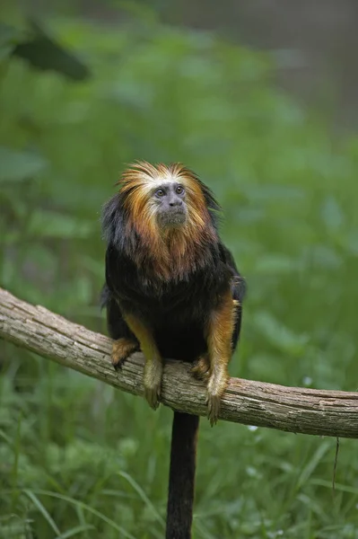 Gouden Leeuw Tamarin Leontopithecus Chrysomelas Volwassen Tak — Stockfoto