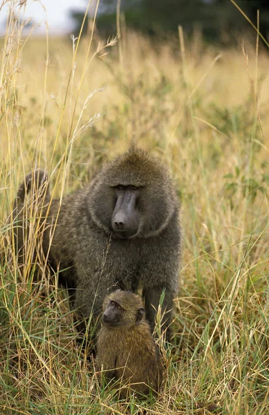 Olive Baboon Papio Anubis Young Erkek Kenya Daki Masai Mara — Stok fotoğraf