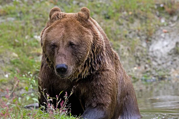 Καφέ Αρκούδας Ursus Arctos — Φωτογραφία Αρχείου