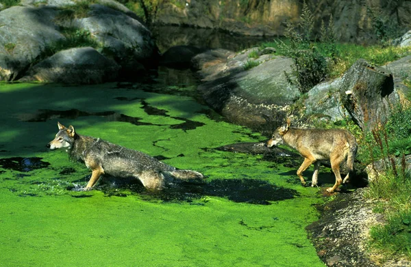 Europäischer Wolf Canis Lupus Sumpf Stehende Erwachsene — Stockfoto