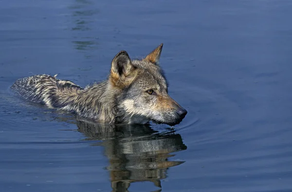 Europäischer Wolf Canis Lupus Erwachsener Wasser Stehend — Stockfoto