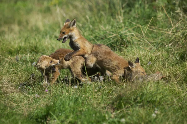 Raposa Vermelha Vulpes Vulpes Cub Matando Uma Perdiz Normandia — Fotografia de Stock