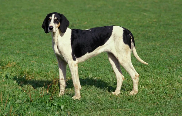 Wielki Anglo Francuski Biały Czarny Pies — Zdjęcie stockowe