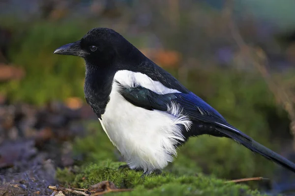 Black Billed Magpie European Magpie Pica Pica Adult Standing Moss — Stock Photo, Image