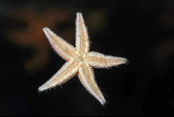 Common Starfish Asterias Rubens — Stock Photo, Image