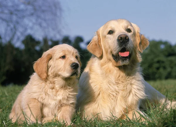 Golden Retriever Hund Mutter Mit Welpe Liegt Auf Gras — Stockfoto