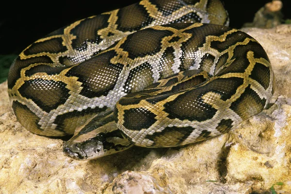 Индийский Питон Python Molurus Взрослый Стоящий Скале — стоковое фото