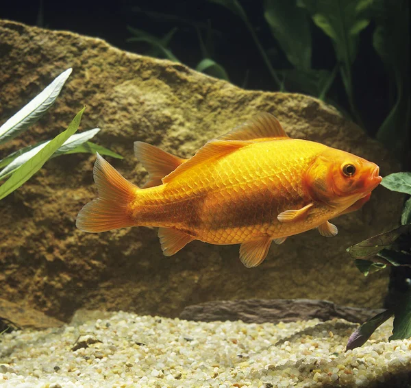 Dourado Carassius Auratus Peixes Aquário — Fotografia de Stock