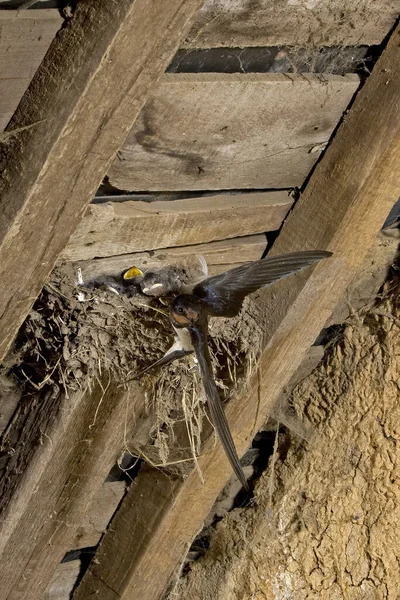 Hirundo Rustica Hirundo Rustica Horge Swallow European Swallow — Photo