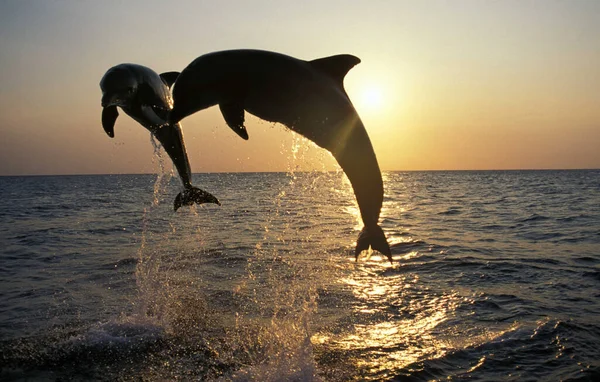 Delfín Mular Tursiops Truncatus Adultos Saltando Atardecer Costa Cerca Honduras —  Fotos de Stock