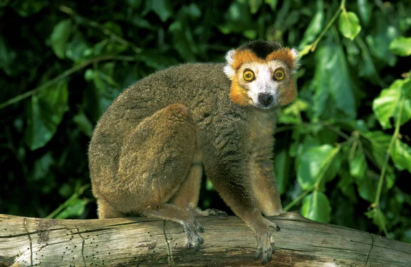Taç Giymiş Lemur Eulemur Coronatus Şube Duran Yetişkin — Stok fotoğraf